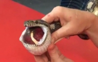 Змея едва не задохнулась, проглотив теннисный мяч (Видео)
