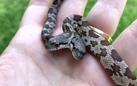 Американка обнаружила в своем дворе двухголовую змею