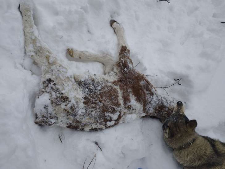 Виталий Бунечко, Житомир, могильник