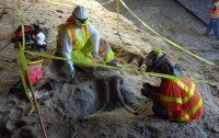 В США при строительстве метро нашли останки мамонта