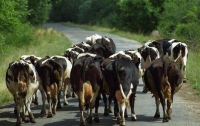 Украинские коровы сбежали в Беларусь всем стадом