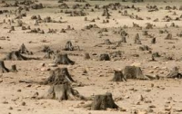 Лесники-«безбилетники»  срубили леса на 1,2 миллиона гривен