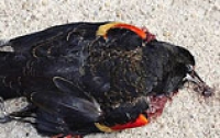 Новый случай массовой гибели птиц зафиксировали в Турции
