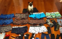 В Новой Зеландии кошка терроризирует соседей, похищая у них белье и носки