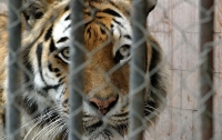 Мужчина в Николаевском зоопарке прыгнул в клетку с тиграми и погиб