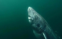 Обнаружена акула возрастом более 500 лет