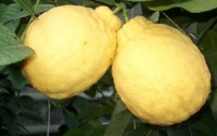 В Узбекистане известный селекционер получил гибрид лимона с черным перцем