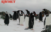 На украинской станции в Антарктиде заработала птицеферма (ФОТО)