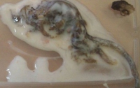 В Киеве девушка едва не выпила йогурт с дохлой полевой мышью (ФОТО)