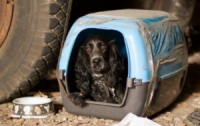 Украинские собаки-пограничники нуждаются в жилье