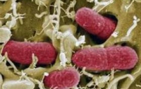 Кишечная палочка убила уже 50 граждан Евросоюза