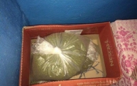 Житель Николаевской области хранил дома более 20 кг каннабиса