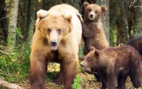 В японский город Саппоро забрели бурые медведи
