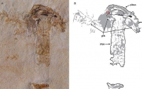 Палеонтологи нашли древнейший в мире гриб