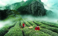 Подорожает ли чай после объединения крупнейших его производителей?
