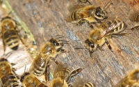 В Ривненской области пчелы искусали вора, который отобрал у них мед