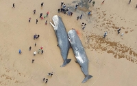 На побережье Северного моря найдены 17 мертвых кашалотов