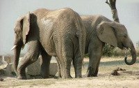В Индии слоны устроили погром на рынке: есть жертвы