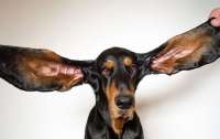 Собака с самыми длинными ушами попала в Книгу рекордов Гиннеса (видео)