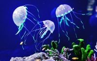 Китайцы начали подделывать медуз