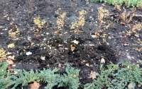Вандалы выкопали растения из киевского сквера
