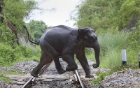 Странное ДТП: слоны против паровоза