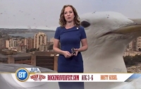 Гигантская чайка превратила прогноз погоды в комедию (видео)