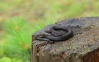 Змеи стали очень активны на Львовщине