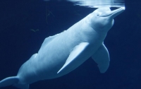 Десятки амазонских дельфинов выбросились на берег в Аргентине