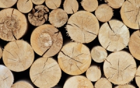 В Киеве «дельцы» незаконно нарубили деревьев на более чем 4,2 млн грн.