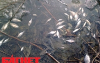Рыба в Голосеево подохла, потому что в сток дождевой воды врезали канализацию 