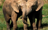 50 пьяных слонов разнесли индийскую деревушку