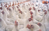 Как охраняют здоровье будущих окорочков производители курятины