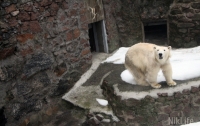 В Николаевском зоопарке родился белый медвежонок