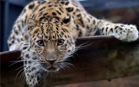 В Ялтинском зоопарке родилась маленькая самка леопарда