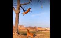 Собака учила друга-пса прыгать с дерева и 
