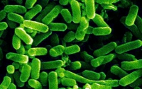 E.coli уже в России, но под «колпаком»