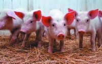 На американской ферме свиней кормят коноплей