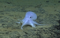 В Тихом океане обнаружен осьминог-привидение