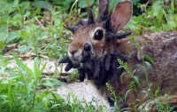 Вирус превратил кролика в маленькое чудовище (ВИДЕО)