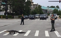 Во Флориде аллигатор перешел дорогу по 