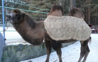 В экопарке мужчину затоптал верблюд