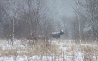 В Украине на 25 лет запрещена охота на лося