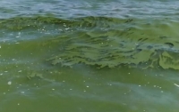 Специалисты разрешили одесситам и гостям купаться в зеленой воде
