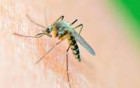 В Украине зафиксированы случаи лихорадки Западного Нила