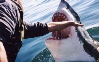 Акула-людоед нанесла ущерб бюджету Египта