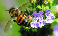 Хорватские ученые вывели уникальный вид пчел
