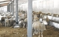 На Одесчине воры похитили с овцефермы 300 животных
