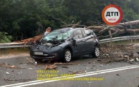 Под Киевом дерево раздавило автомобиль, есть пострадавший (видео)