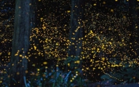В Малайзии открыли необычный парк светлячков